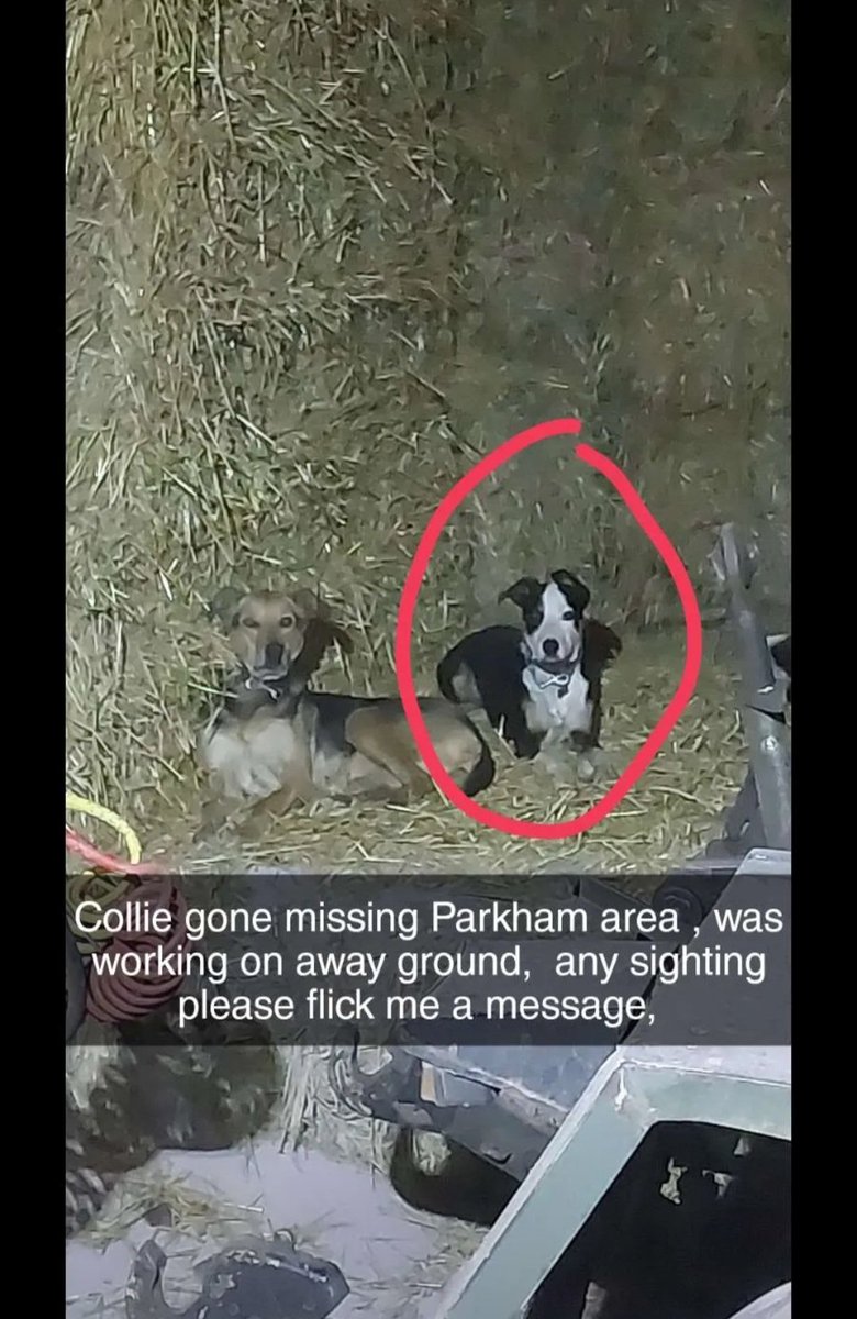 kingsfordfarm's tweet photo. Help required for a friend .. his dogs gone missing from ground Nr Parkam in N Devon !!
Please share !!
#parkam
#lostdog https://t.co/g6W6coU3sE