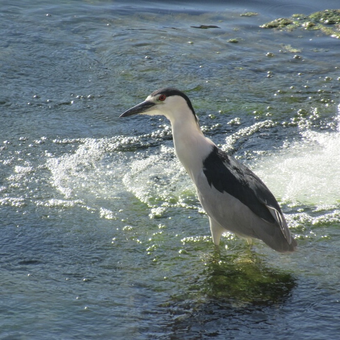 calacademy's tweet photo. Help conserve 30% of California’s lands &amp; coastal waters from wherever you are in the state, starting Sept. 2! (It’s easy.) Step 1: Join the https://t.co/neKZ6znWkG project. Step 2: Take &amp; upload photos of 30 different species to @iNaturalist before Sept. 10! #CABiodiversityDay https://t.co/K1FUsEWIgl