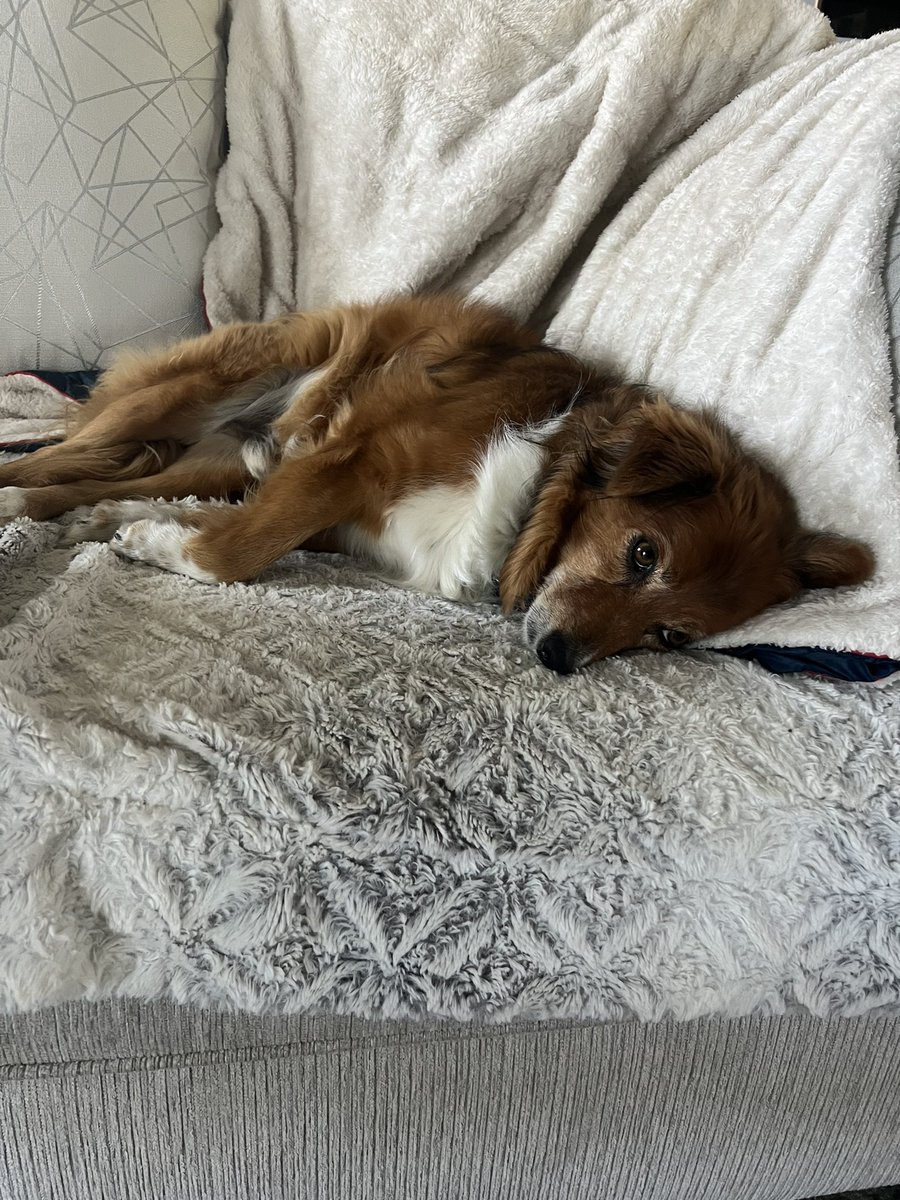 mara_calv's tweet photo. @brianne2k Mara and this cozy king joining and turning #popchat into #pupchat https://t.co/YIXppaAdDd