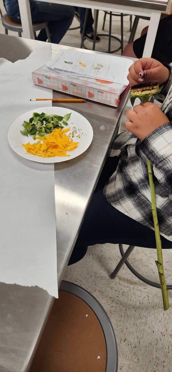 Flower Dissection Lab with Mrs. Flynn's - Plant Floral class! <a href="/SummitHS_Bears/">SUMMIT COLLEGIATE HIGH SCHOOL</a> #SCALLIN #burtonexperience #ffa