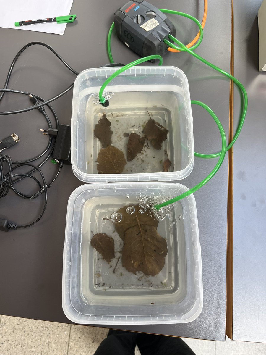 Giulia Lin tweet media