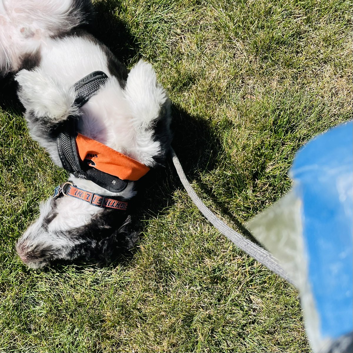 WorkforceJames's tweet photo. 3,000-day #litterchallenge Day 1,453: As @TJRPitt says: #AtLeastOne ☝️
And to paraphrase @MichaelBuble, “You know how we feel.”
🌎🚮🗑️🐶💚 x47 #AtLeastOneaDay https://t.co/98YslwgsxS