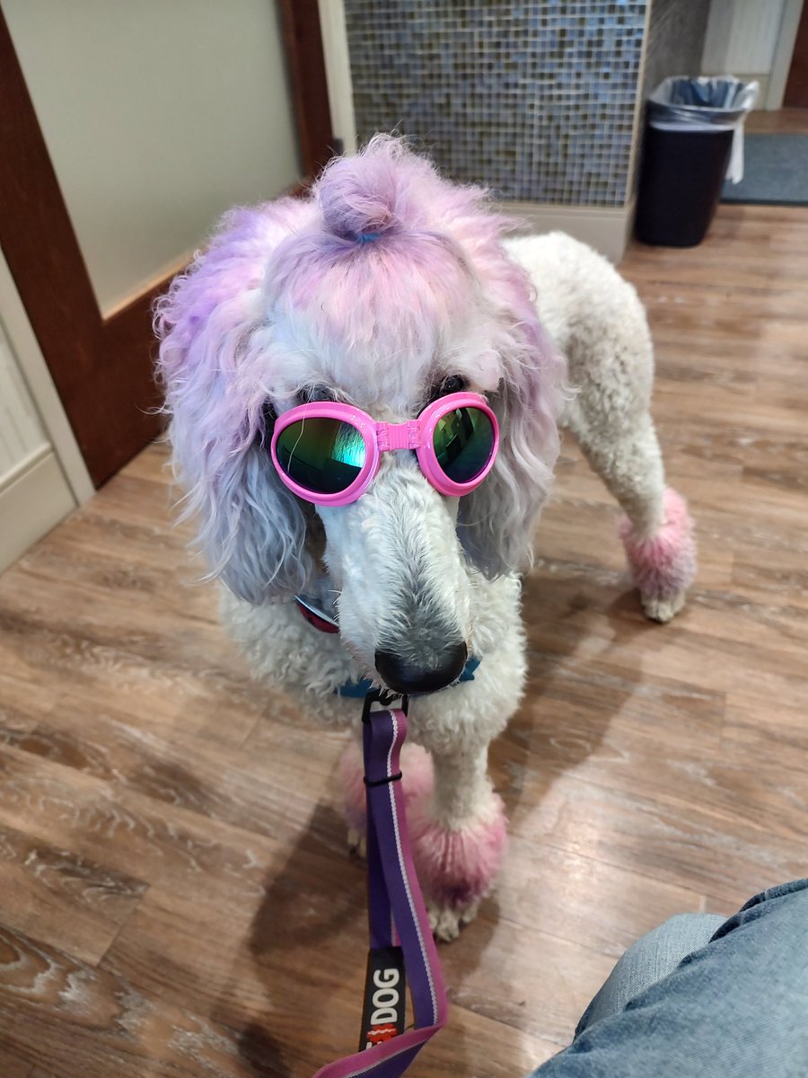 Does anyone else have a diva for a service dog? Just me? OK FINE 😂 #Veteran #servicedog
