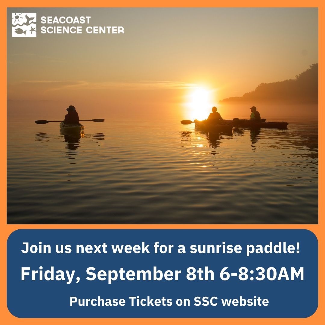 SeacoastSciCtr's tweet photo. Start your day with us Fri, 9/8 for a sunrise paddle of Little Harbor &amp; its estuarine waters. Spots open on our 6-8:30AM Wildlife Kayak. Reserve a spot online &amp; meet us @ Odiorne Boat Launch https://t.co/DiTs9yxcLw #inspiringconservation #marinemammalrescue #kayaktour https://t.co/zhExN0lnAZ