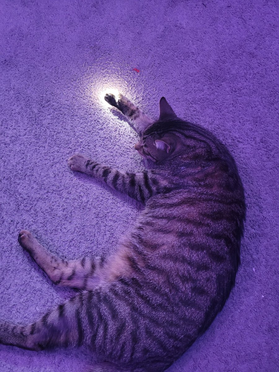 silowut's tweet photo. May you be blessed by my son and the holy paw. https://t.co/eOFyoJOVlf