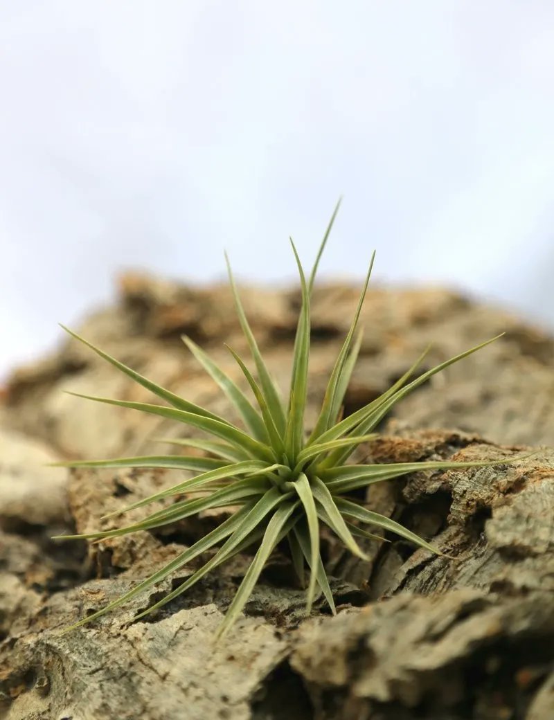 Tillandsia espinosa, son piquant, sa robustesse et ses 'stolons'... Intrigué ? buff.ly/3qGNBr5 #Tillandsia #PlantesAériennes #TillandsiaLover #PlantesExotiques #DécorationVégétale #PlantesSansRacines #GreenAddict #JungleUrbaine #PlantesOriginales