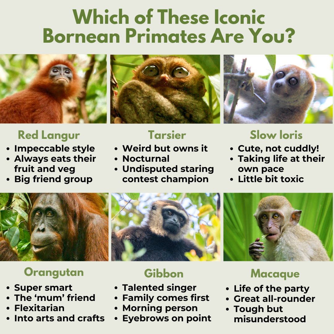 Tag yourselves! #InternationalPrimateDay 🦧🐒