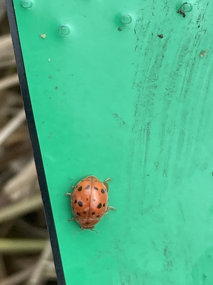 @vc40ladybirds would you be kind enough to look at these pics please. Seen in a South Cambs allotment. Could it be a Bryony Ladybird?