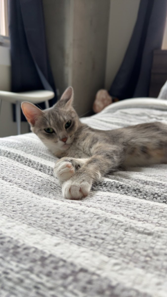 Twitter, meet Nova
