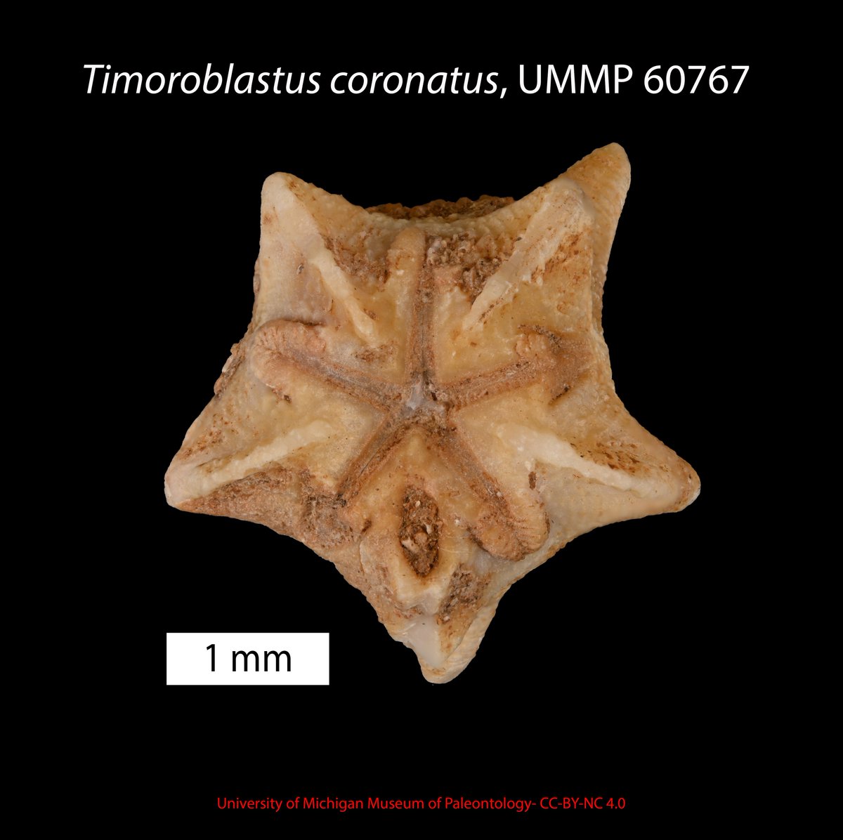 This #FossilFriday we kicked off the newly awarded <a href="/UMichPaleo/">UM Paleontology</a> <a href="/NSF/">U.S. National Science Foundation</a> grant #PaleoEchino⭐️
Shea &amp; I started digitizing UMMP type #eublastoids &amp; #edrioasteroids.