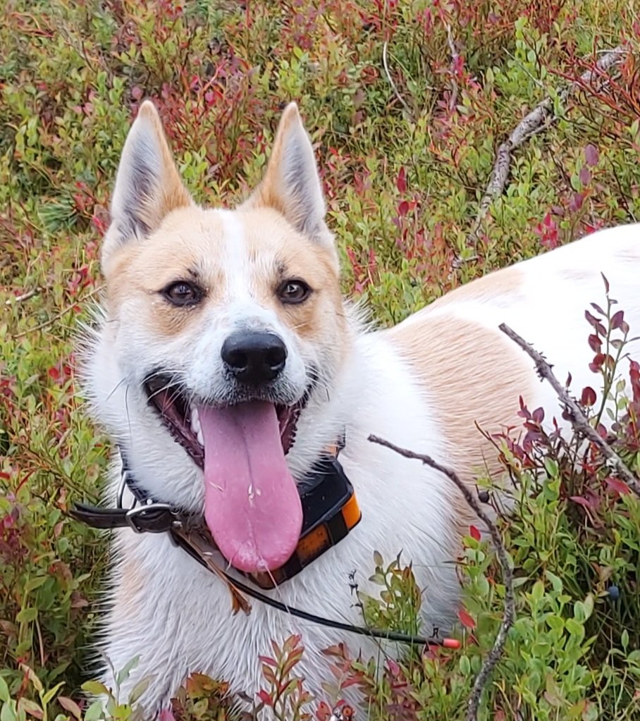enska64's tweet photo. Walking The Dog... virkakausi lähestyy.. #walkingthedog #koira #metsästys #pystykorvat https://t.co/jnnbrU7KKI
