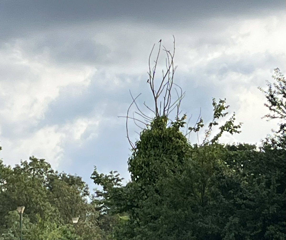 Record shot of two out of three Spotted Flycatchers in West Harrow today - my first locally in almost exactly five years.