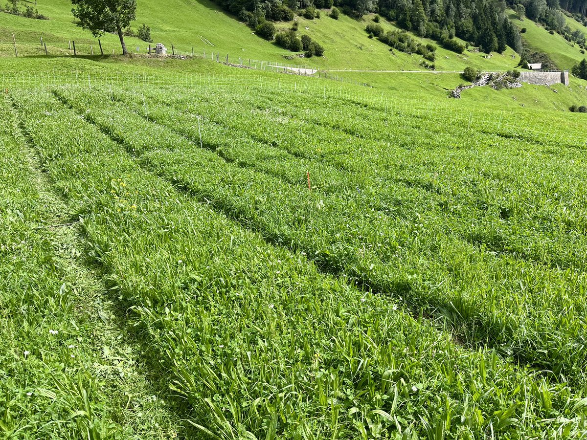 Our #drought-adapted #forage #mixtures are growing well in the Canton of #Uri🇨🇭@agroscope @AllanEcology @emilie_roinel