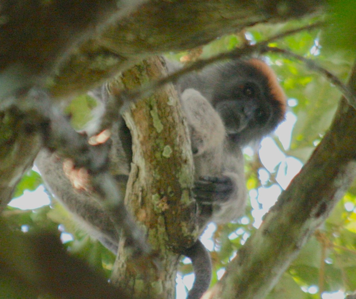 jjopperman's tweet image. #WaterYear 336 

Today is #InternationalPrimateDay! 

If you've followed WaterYear you can predict what's next:

Primates need rivers!

A Tana River Red Colobus, found only along Kenya's Tana River

A thread on rivers &amp;amp; primates
 🧵💧🐒
#WaterYear Archive: bit.ly/Water_Year