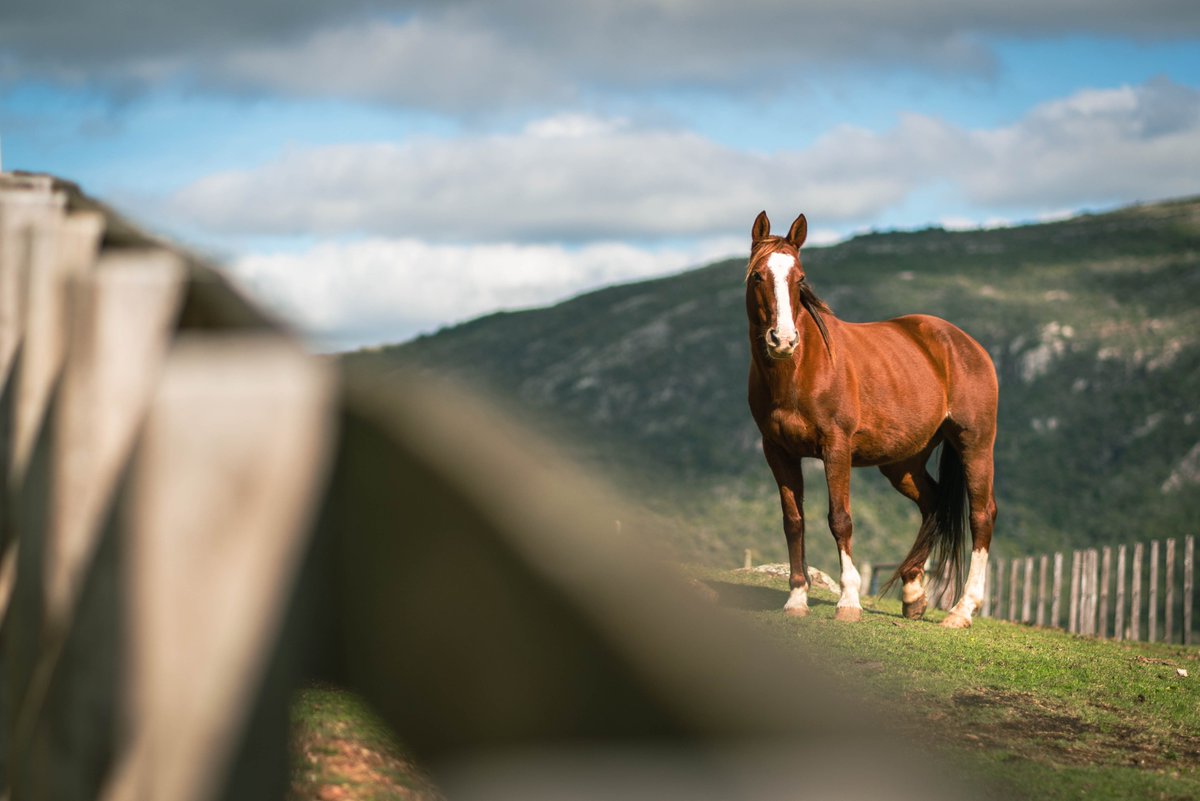 Change lives with Primitivo! 🐴 We're dedicated to rescuing horses, giving them a new lease on life. They've triumphed over adversity, ready for loving homes. 🏠💫 #horses #animals #animallovers #animalrescue