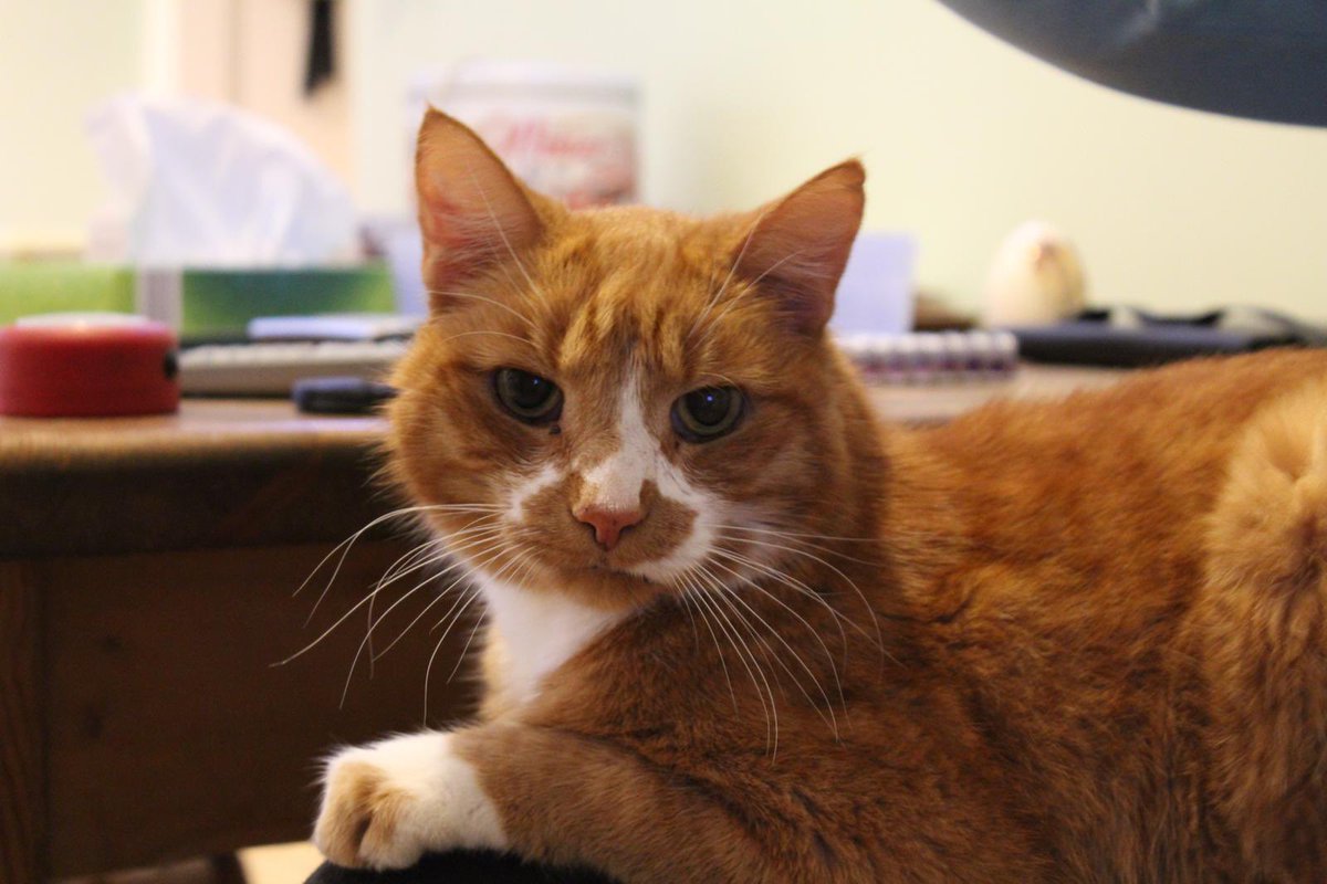 bourn_rachel's tweet photo. #GingerCatAppreciationDay https://t.co/05YDk6YanI