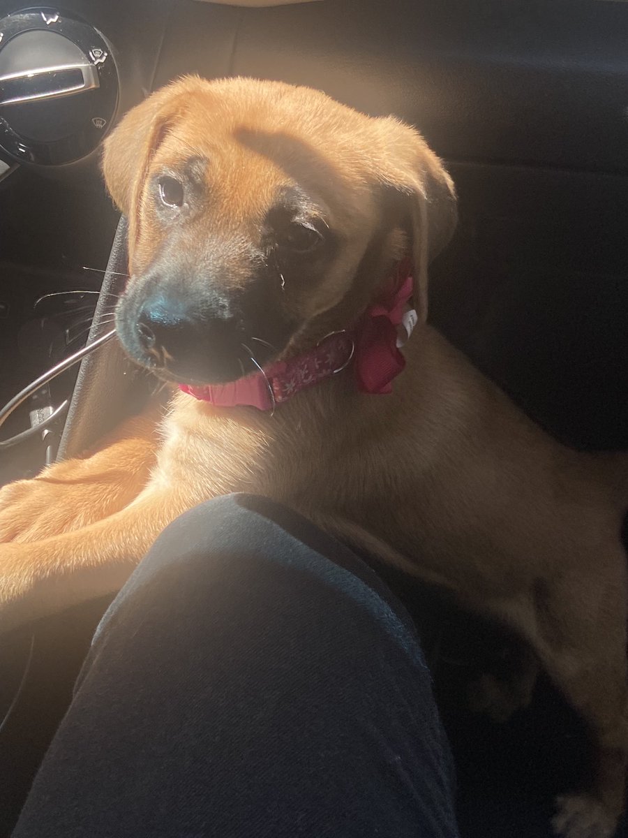 So far, the Phylina S450 is really nice in hand (with some small mods).
Coating is magnificent, clicks feel nice, and shape is pretty nice too.

It’s not for me personally since it makes my hand cramp really bad, but for $35  can’t see a reason not to get this hts+ clone .

(Also