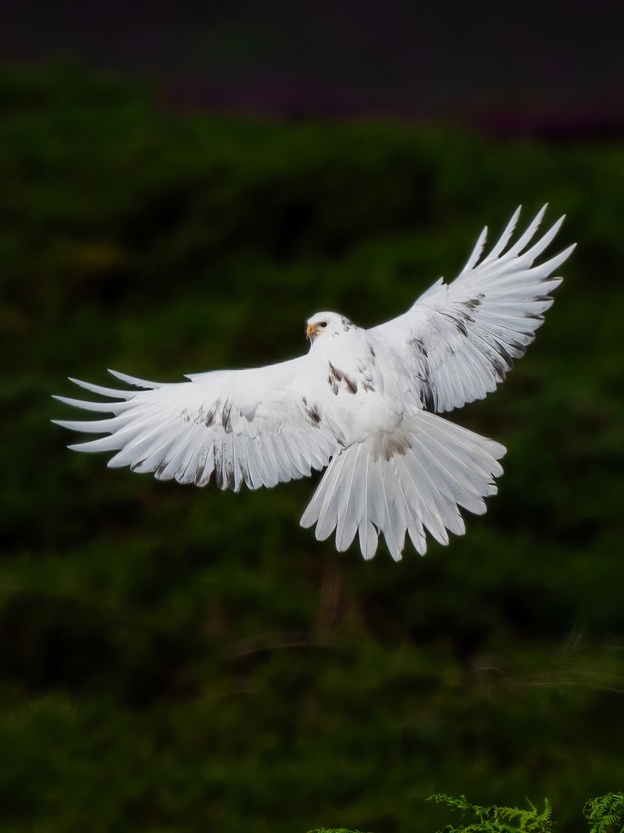 Leucisitc Hen Harrier, 2023, Isle of Man 🇮🇲 #NaturePhotography