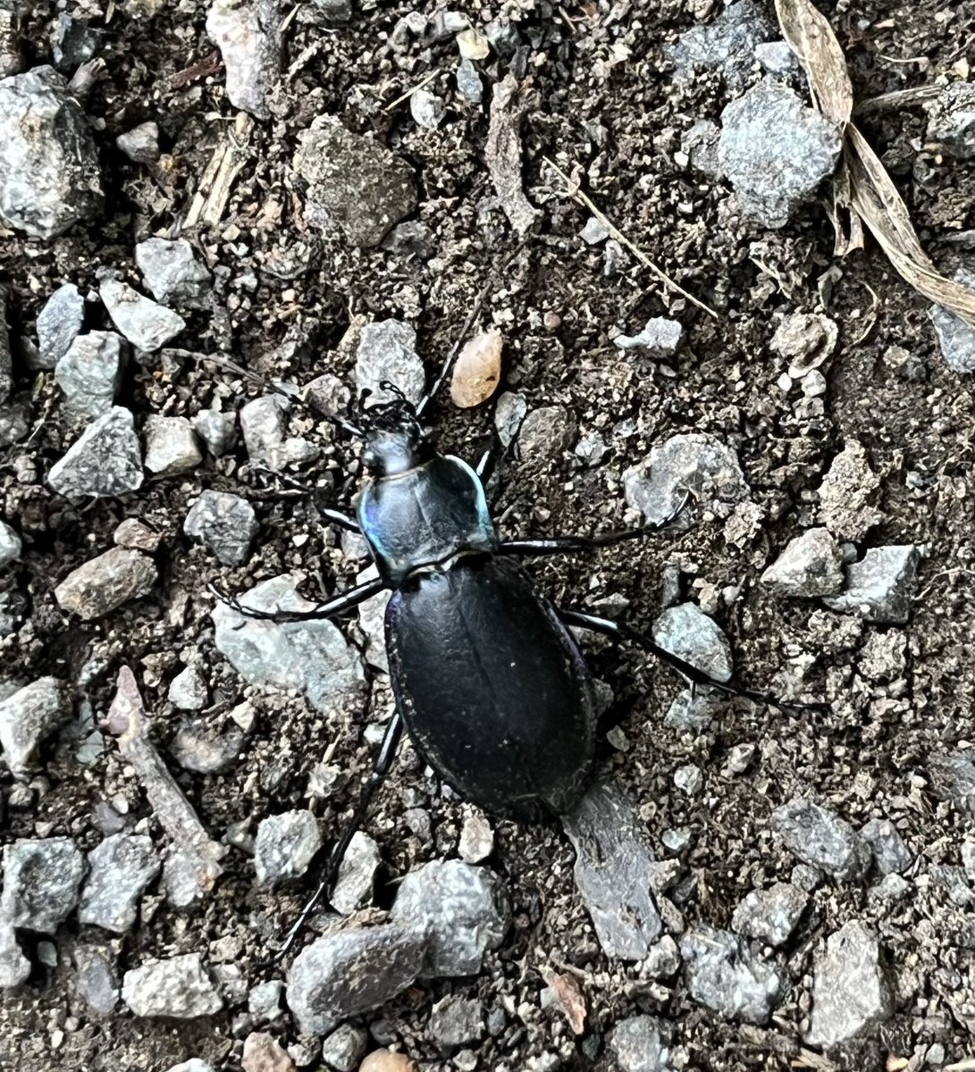 What a beautiful beetle! @DerbysWildlife #Derbyshire