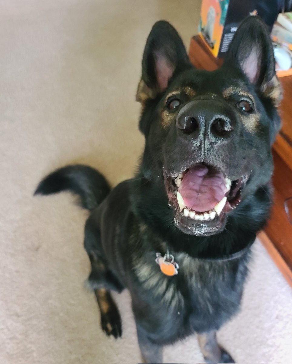 HowlTheShep's tweet photo. Happy 1st of Sheptember!! https://t.co/HdntsfEWUG