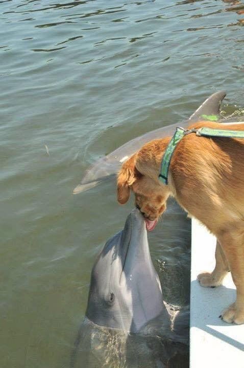💖 (@twaniimals) on Twitter photo 
