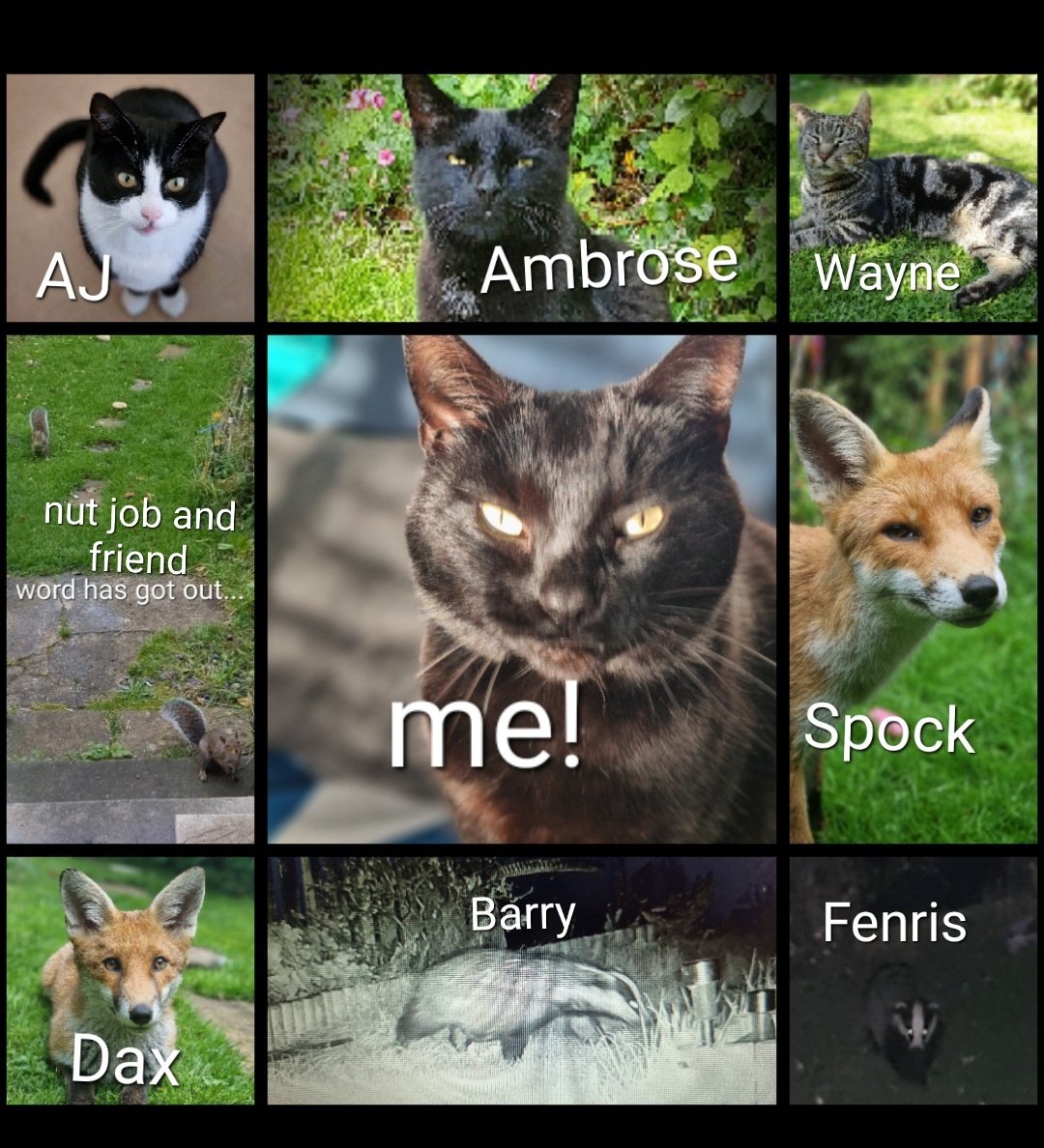 By request: the garden visitors!
Aj lives next door, has a sister; Crystal (not pictured).
Ambrose (OBC) and Wayne live over the road. Wayne is my best bud!
Spock is Dax's mum.
Barry is possibly Fenris's mum.
Nutjob is a squirrel, he has friends!
More not pictured too!