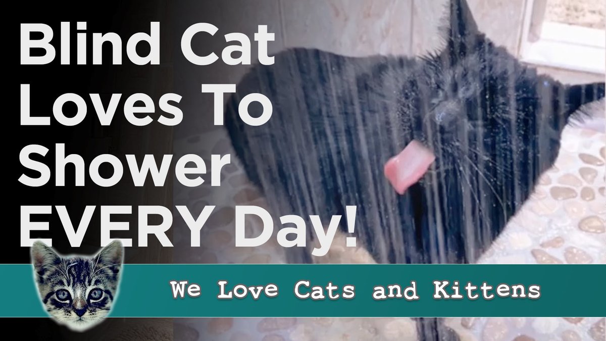 catsnkittys's tweet image. 🐾 Meet the blind kitty who found joy in the most unexpected place— the shower! 🚿 

Watch the tale unfold ➡️➡️➡️ youtu.be/KsA40kaUCWA

#CatsOfTwitter #UniquePets