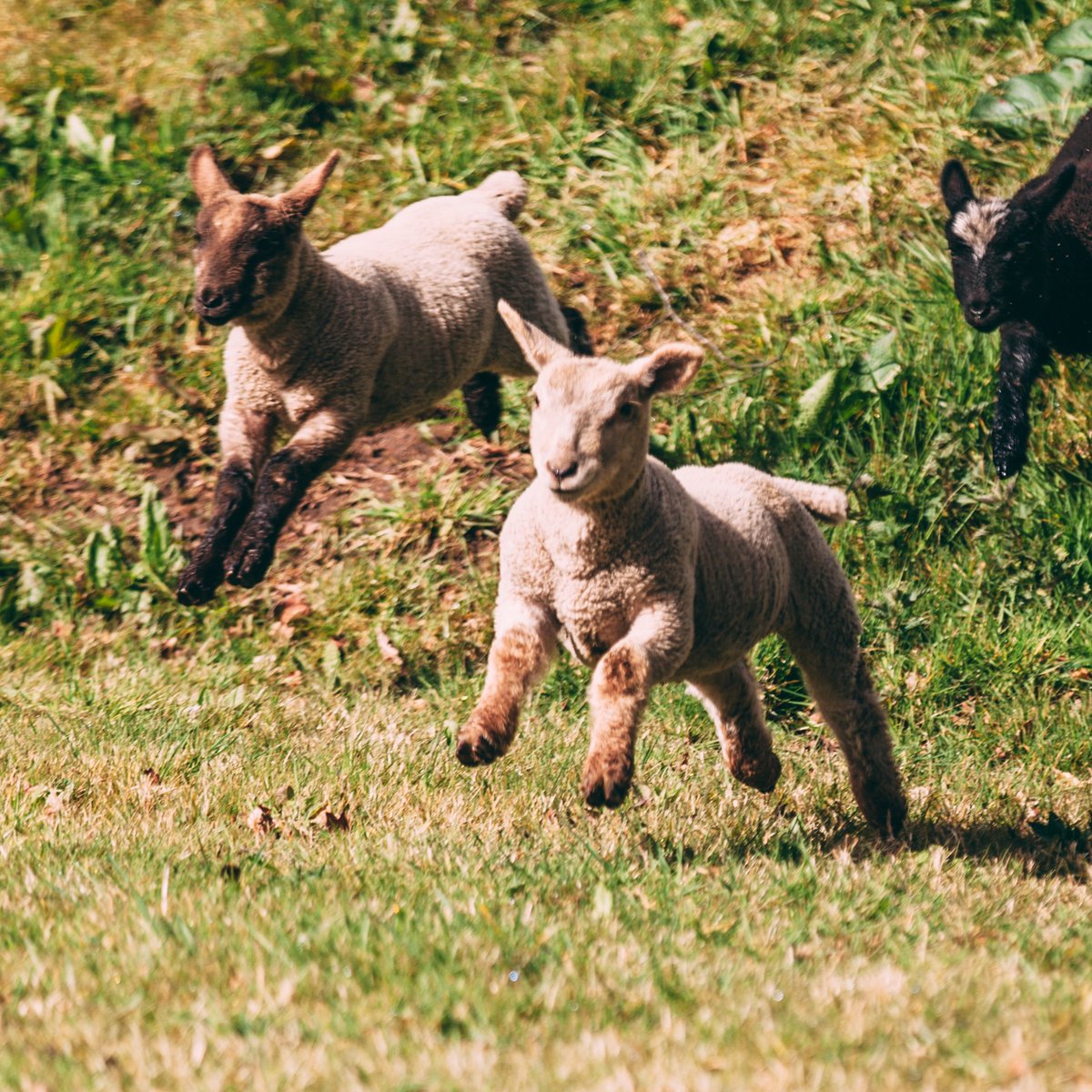 hp_hotels's tweet photo. There’s much to love about September in the British countryside 🌾 Step out of our Manor House and onto the estate, and you’ll find lambs hacking and nature surprising you at every turn.

📍Stanbrook Abbey Hotel

#handpickedhotels #stanbrookabbey #worcester #britishcountryside https://t.co/AJGbJERoY4