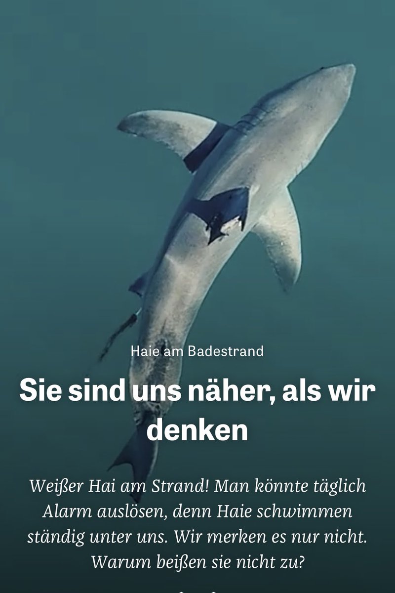 🦈🏄🏻‍♂️Drohnenbilder von Kaliforniens Surfstränden beweisen: #Haie schwimmen ständig zwischen Menschen herum. Ohne anzugreifen. Beruhigend, oder nicht? Die ganze Geschichte: #SaveOurOcean #SaveSharks zeit.de/wissen/umwelt/…