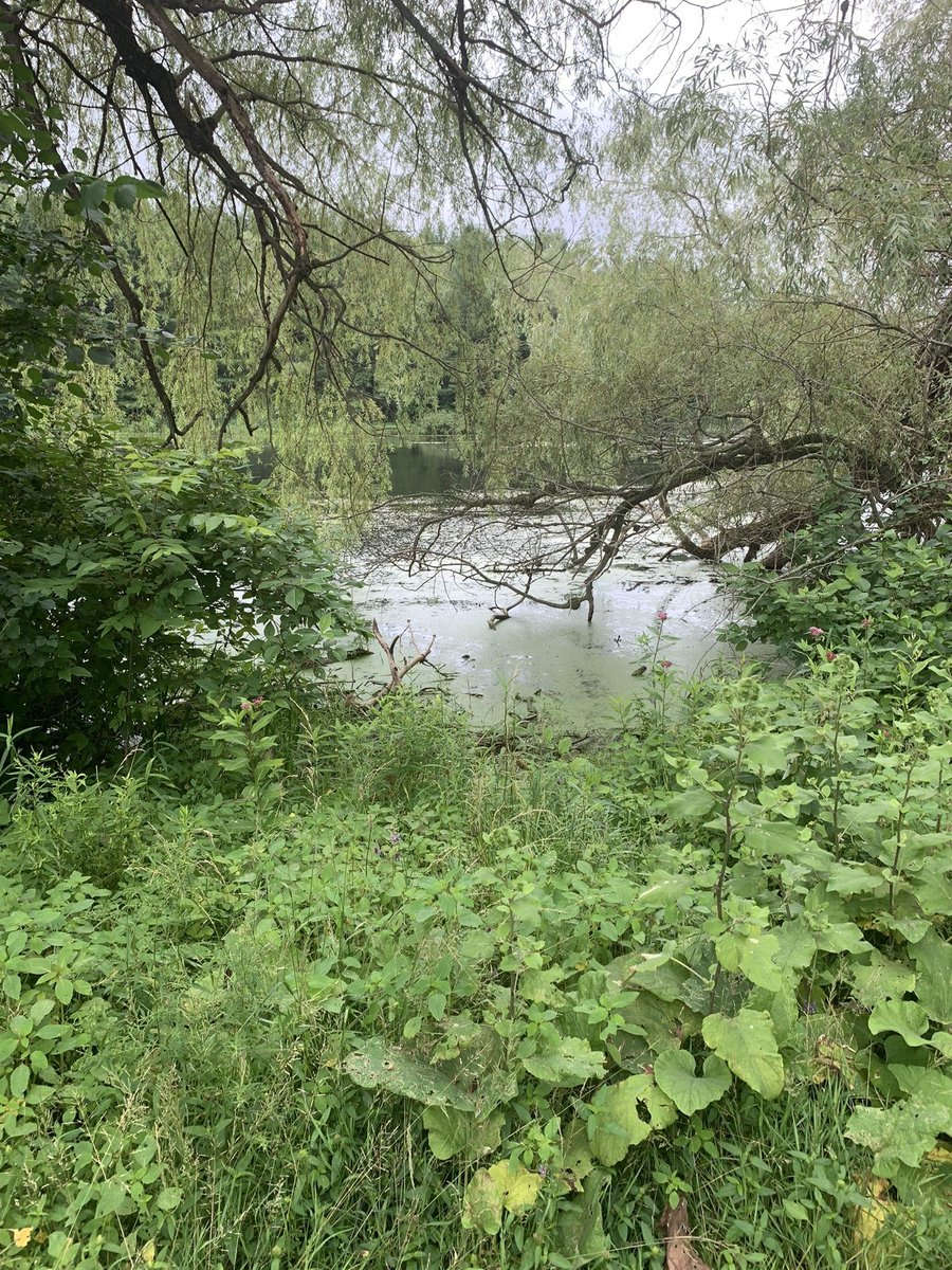 The Upper Thames River Conservation Authority has initiated an Environmental Assessment for the Fullarton Dam, located in the Fullarton Conservation Area. 
ow.ly/QW6Z50PGWYJ