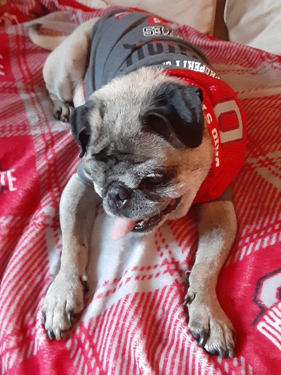 #CollegeColorsDay I'm more than happy to support my hometown team! Love THE OHIO STATE BUCKEYES🏈❤️🤍🖤. GO BUCKS🎉🎉🎉 #puglife #footballseason #CollegeFootball #FAN @OhioStateFB @OhioStAthletics #dogsoftwitter #dogsofx #FlashbackFriday  #Memories #FridayVibes