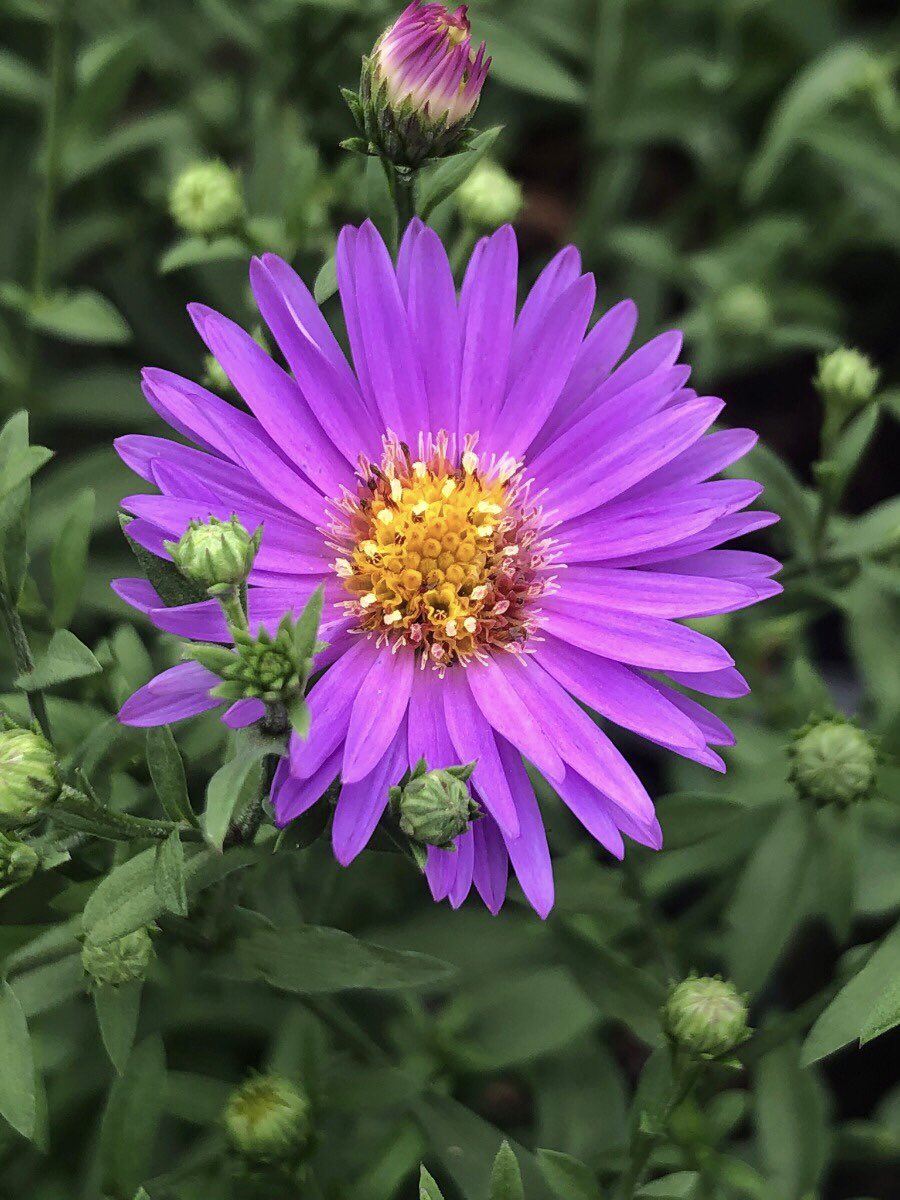 lacsd's tweet photo. Take time for yourself
Be blessed with all that makes you happy, healthy…today and everyday❣️
#HappySeptember

#Asters are the stars of fall garden
Their beautiful white, pink, blue, purple, red colored flowers bloom in the garden when little else is flowering.

#SeptemberFlower https://t.co/KVC1KREWIS