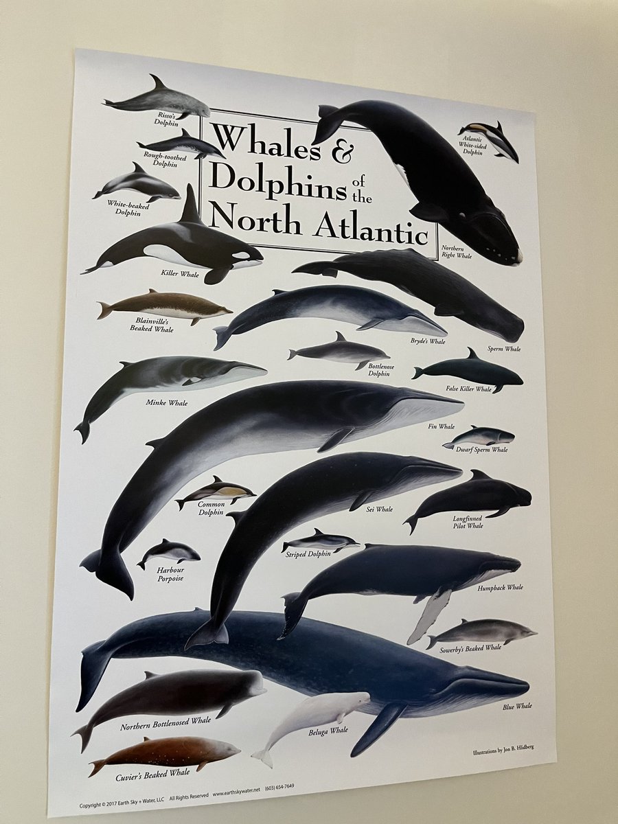 whale poster whale poster w