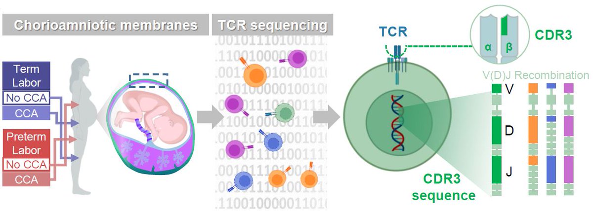 Curious about the #TCR repertoire of #maternal-#fetal #interface T cells and their role in placental disease and preterm birth? Check out our recent @J_Immunol paper! bit.ly/DeciduaTCR @nardhygomez #NGLlab @NICHD_NIH