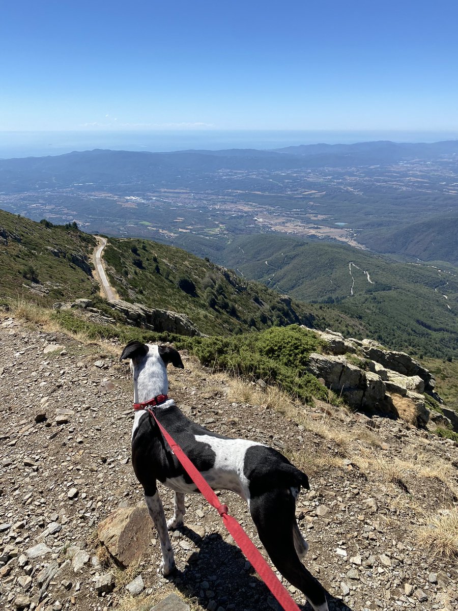 Invtractiriano's tweet photo. 👼👼Mi ángel de la guarda🐶🐶

Hace 5 años mi pareja me dejo. 
Me quedé con la perrita que compartíamos. Todos mis planes de futuro se fueron a la mierda. Las siguientes semanas fueron duras. Me deprimí mucho. Me costaba horrores levantarme por las mañanas. No tenía ilusión para nada. Estuve bordeando la depresión. Pero gracias mi perrita que me daba su amor cada día y tener que sacarla a pasear 4 veces al día para que no se meara y cagara en casa. Me ayudo a tener una rutina sana. Pasaron las semanas y poco a poco el dolor emocional fue desapareciendo hasta que salí del pozo. He creado un vínculo con ella que es difícil de entender para la gente que no tiene perros.
Cada fin de semana si puedo organizo una excursión para subir un monte. Es medicina natural. Me sana el cuerpo y la mente.
