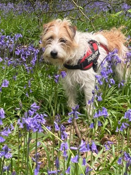 millypod1's tweet photo. PADDY HOME SAFE. THANKS FOR RT'sπππΎ
π23 AUG 2023 #Lost PADDY #ScanMe #Tagged
Brown & White Jack Russell Terrier Male
Harris Lane Park #Shenley #Herts #Hertfordshire #WD7
https://t.co/oB2CsKeQPg https://t.co/vQRragSYw3