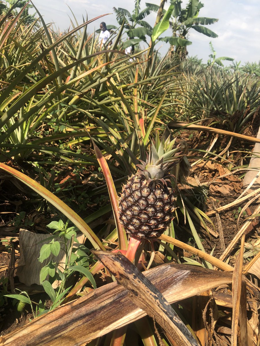 I present to you a fruit that we are all well conversant with but have you taken time to know how we can value chain a pineapple😊? Value addition is one of the ways we are implementing agricultutal innovations. @misstourismUga @MTWAUganda #agritourism @TourismBoardUg #agribusine
