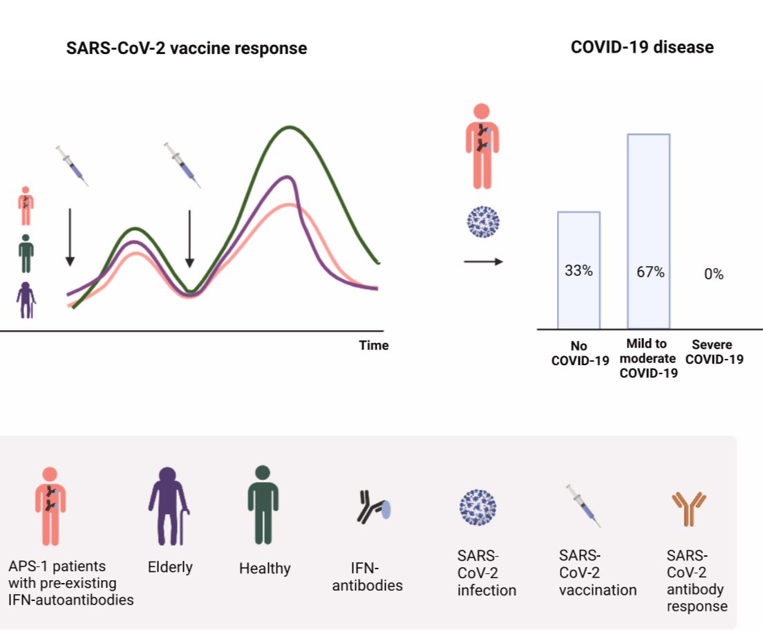 Endocrine Medicine, UiB (@endomedbergen) on Twitter photo accination prevents severe COVID-19 outcome in patients with neutralizing type 1 interferon autoantibodies - a registry study of 33 APS-I patients <a href="/APSType1/">APS Type 1 Foundation</a> cell.com/iscience/pdf/S… accination prevents severe COVID-19 outcome in patients with neutralizing type 1 interferon autoantibodies - a registry study of 33 APS-I patients <a href="/APSType1/">APS Type 1 Foundation</a> cell.com/iscience/pdf/S…