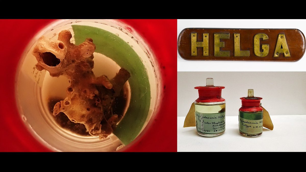 Learn about the role of Ireland's first scientific vessel &amp; it's scientific expeditions &amp; specimens - Join Zoology Curator Amy Geraghty  for an online talk on the 6th October as part of <a href="/HistFest/">Dublin Festival of History</a> - register here- museum.ie/en-IE/Museums/…