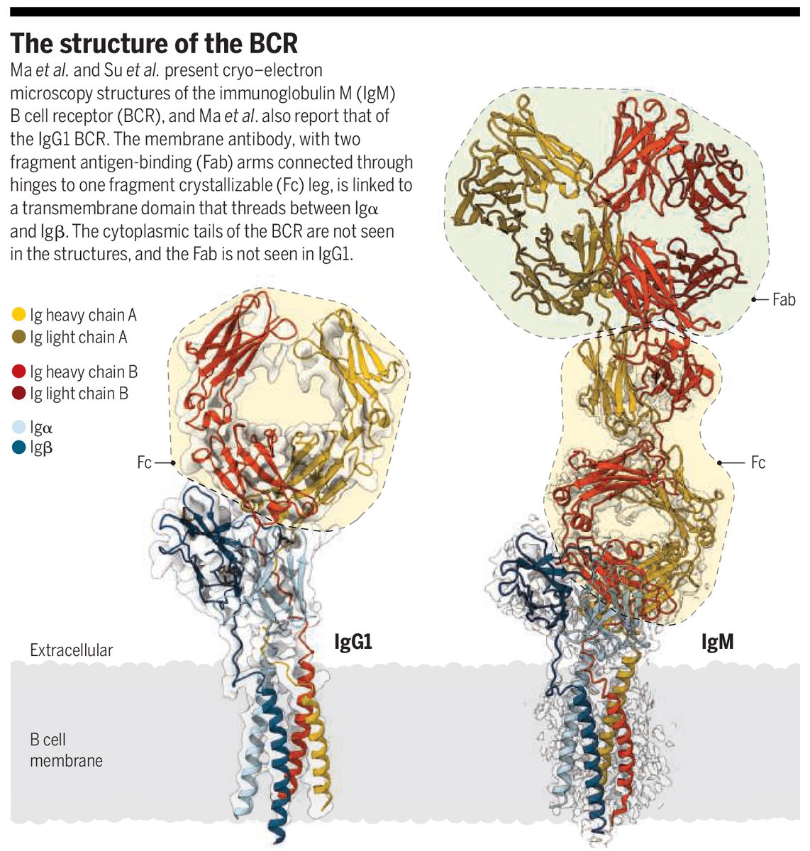 Last year, two Science papers revealed the structures of the #Bcell receptor complex. 

The results are likely to inform the development of highly effective vaccines, therapies for cancers, and treatments for autoimmune diseases. scim.ag/3WK #ScienceMagArchives