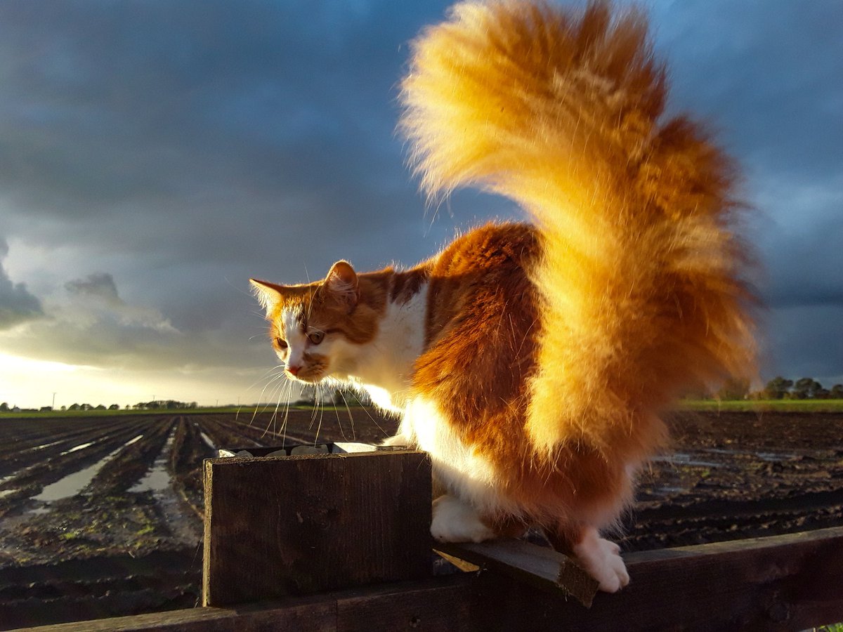 chris_alpacas's tweet photo. I couldn't let #GingerCatAppreciationDay go by without posting my girl who is now OTR. She was a stunner and Precious and myself still miss her after nearly 2 years. #RIPHarriet aka 'Ginge' xxx π»π»π» #CatsOverTheRainbow #CatsOfTwitter https://t.co/ApPhtoI11C