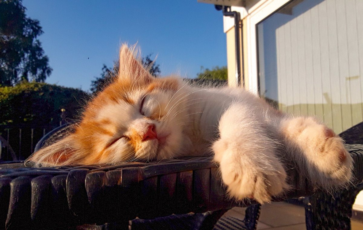 chris_alpacas's tweet photo. I couldn't let #GingerCatAppreciationDay go by without posting my girl who is now OTR. She was a stunner and Precious and myself still miss her after nearly 2 years. #RIPHarriet aka 'Ginge' xxx π»π»π» #CatsOverTheRainbow #CatsOfTwitter https://t.co/ApPhtoI11C