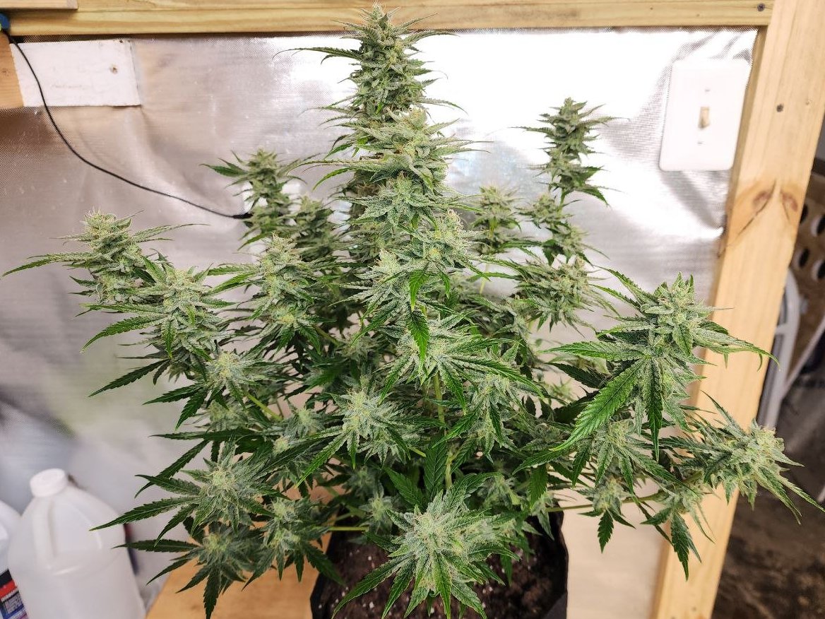 GENETICS 101 tweet media