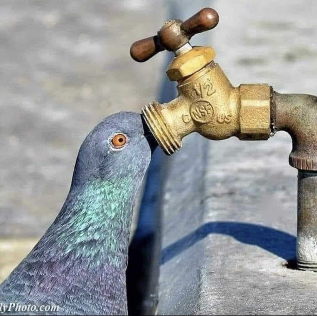 RincnCuriosoo's tweet image. Sufren el calor igual que nosotros. Colocar recipientes con agua (no de vidrio) en portales, ventanas y terrazas no cuesta nada y ayudas mucho con este pequeño gesto 😊