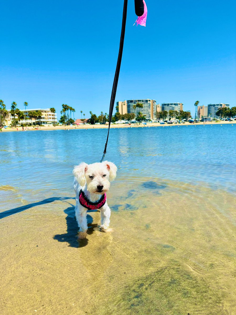 Dipping my tootsies in d cool water coz  Mr Sun is out and iz very warm 😎 Happy Friday, friends! ❤️🐾