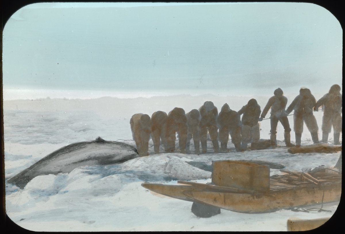 ArcticMuseum tweet media
