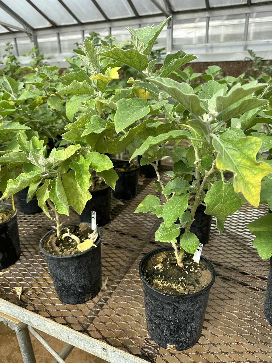 Eggplant is susceptible to southern root-knot #nematode (#Meloidogyne incognita) and is therefore a great host for maintaining nematode cultures in the #greenhouse 🍆🪱 @activeplantnema