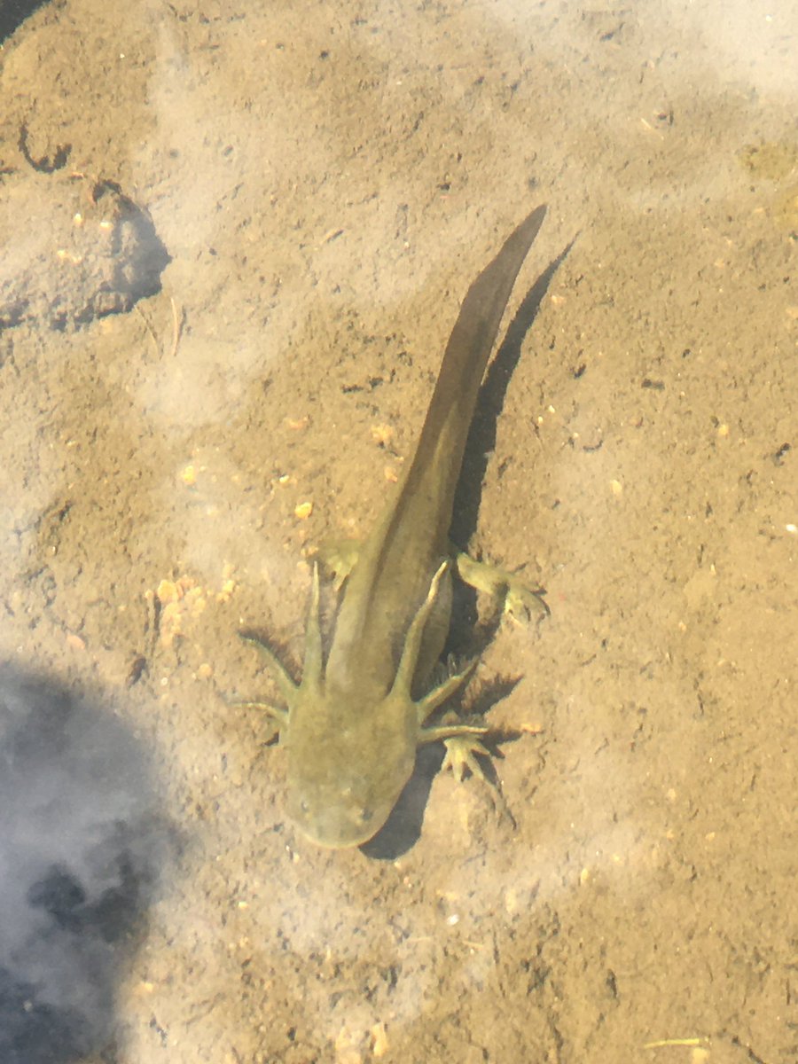 Nebular17's tweet photo. Saw plenty of wildlife, including some bold ground squirrels https://t.co/gp13B2P3GJ