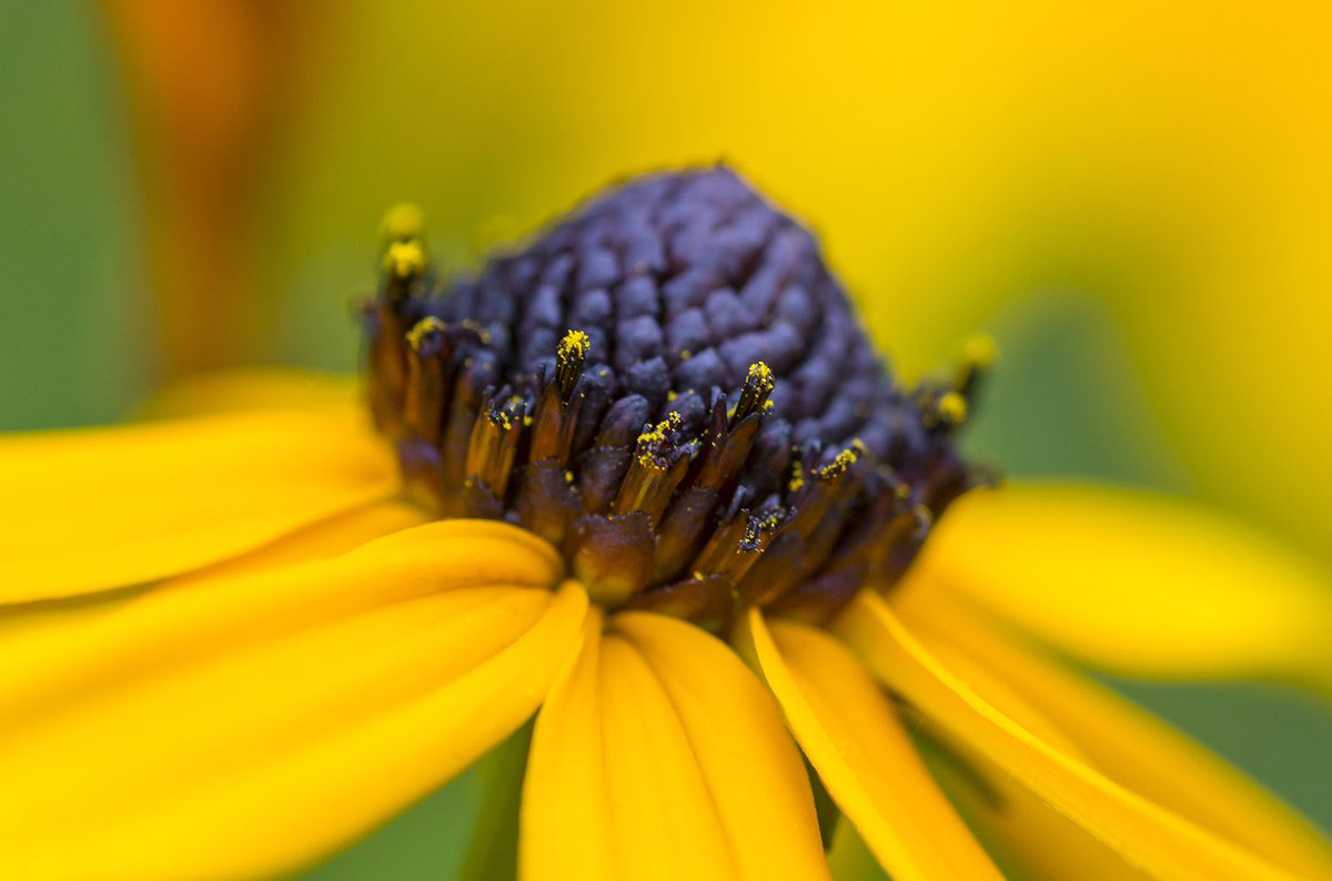s_d_sea's tweet photo. Happy September &amp; #FlowerFriday 🌼

#pentax #PentaxK1ii @PENTAXIAN #pnw #SoNorthwest #TGIF @ThePhotoHour @MacroHour https://t.co/SjPbNEo2Lf