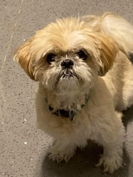 millypod1's tweet photo. 🆘31 AUG 2023 #Lost TAZ
ELDERLY Tan And White Shih Tzu Male
Gower Walk #Felling #Gateshead Tyne And Wear #NE8 LOCAL HELP NEEDED.
https://t.co/VQnR6cgn7R https://t.co/ueyJhcFK7g